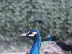 -史努比缤纷世界