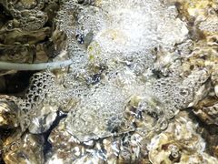 -四海蒸鲜蒸汽海鲜自助(北戴河店)