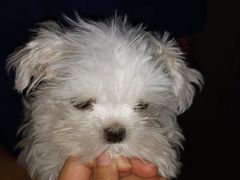 -佳雯宠物医院(金华南路分院)