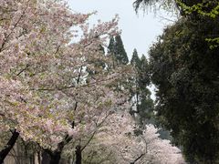 -武汉大学-樱园