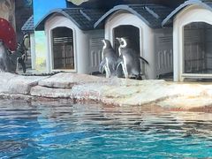 -海合安武汉极地海洋公园