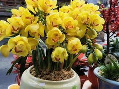 -溪岸路花鸟市场