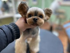 -鑫艺宠物美容培训学校