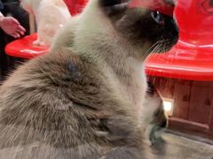 -猫咪博物馆(顶澳仔猫街店)