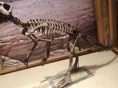 -国家自然博物馆