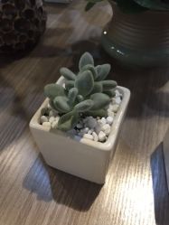 -六月嫁期婚礼(旗舰店)