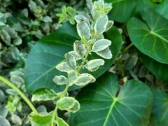 -超级鸡车(闻喜路店)