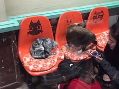 -猫咪博物馆(顶澳仔猫街店)