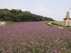 -大塘金香草谷