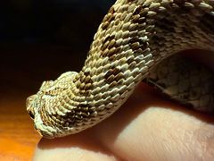 -抱暴龙爬宠·异宠·撸宠撸爬主题馆(大学路店)