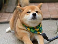 -王阿姨文昌油赞子(府桥街店)