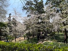 -武汉大学-樱园