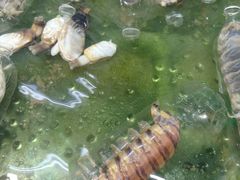 -大茄来海鲜餐厅(亚洲城分行)