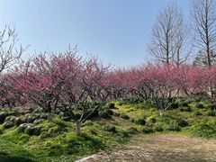 -上海海湾国家森林公园