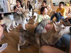 -Husky Go! 哈士奇体验馆·宠物咖啡厅狗咖