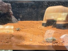 -酷以爬仙阁实体爬宠店·守宫·蜥蜴·专业繁育