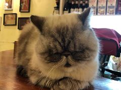 -猫色咖啡·猫咖