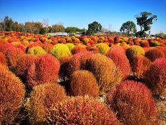-花开海上生态园
