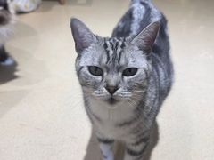 -藏猫猫咖啡主题馆(中央大道店)