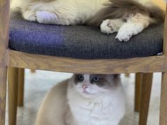 -喵园·猫主题咖啡厅·撸猫·猫咖(国贸店)