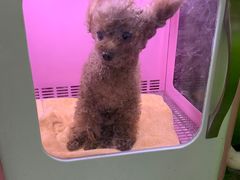 -瑞鹏宠物医院·微创内窥镜·骨外科·牙科(翠竹分院)