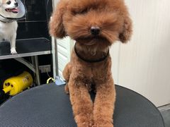 -小尾巴宠物店(万科·金域华庭店)