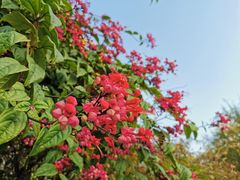 -广州神农草堂中医药博物馆