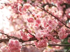 -天适樱花悠乐园