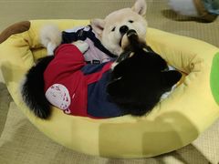 -逗柴咖啡屋·狗咖猫咖宠物桌游