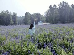 android_upload_pic-紫海香堤香草艺术庄园