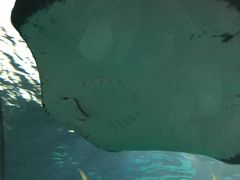 -瑞普利水族馆
