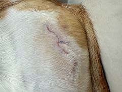 -拜鲁耶动物诊疗中心·宠家动物医院