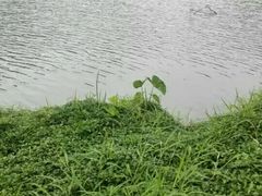 -广州市流溪河国家森林公园