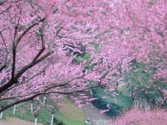 -重庆彩云湖湿地公园