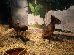 -Zoolung Zoolung动物主题公园(海信广场店)