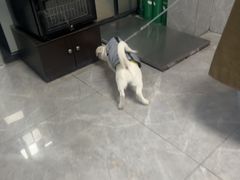 -半岛宠物医院24小时(白果林店)