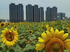 -光明小镇欢乐田园
