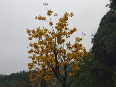 -红山村