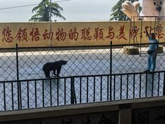 -东方熊牧场