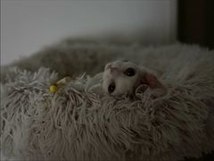 -山宅一喵德文卷毛猫舍