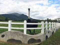 -瑞穗牧场