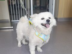 -瑞派宠物医院·犬猫全科·猫友好(宾水西道店)