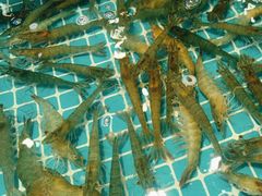 -阳光岛·海鲜盛宴(银泰中心in99店)