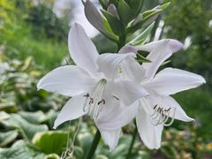 -国家植物园