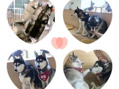 -Husky Go! 哈士奇体验馆·宠物咖啡厅狗咖