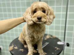 -哈尼爱宠·宠物生活会馆