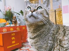 -龙华寺