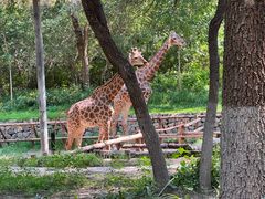 -北京野生动物园