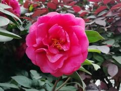 -成都工业学院(郫都校区)