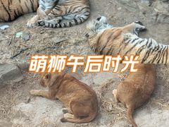 -大连森林动物园